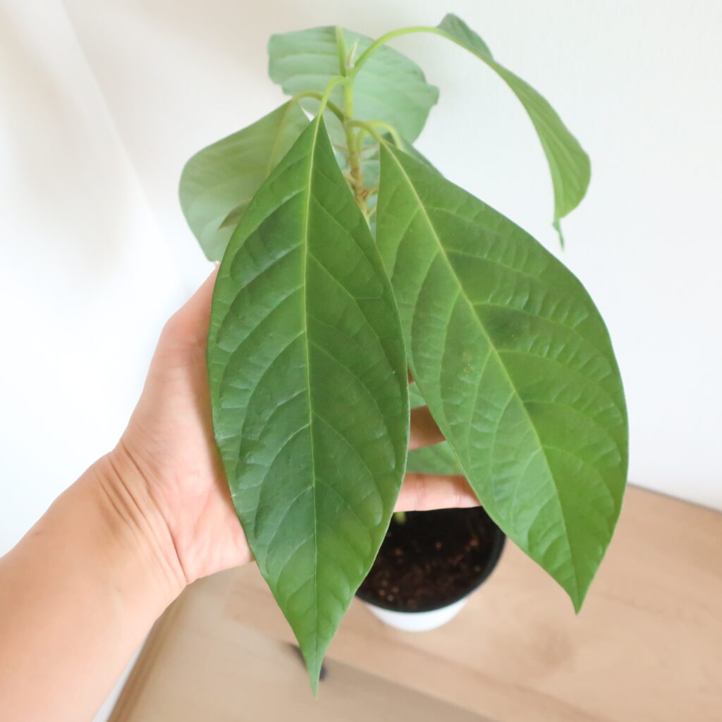 アボカド　栽培　水耕栽培　種