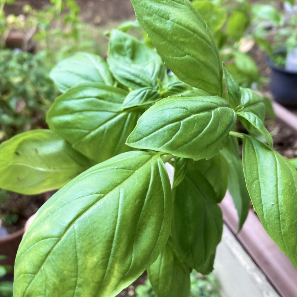 スイートバジル