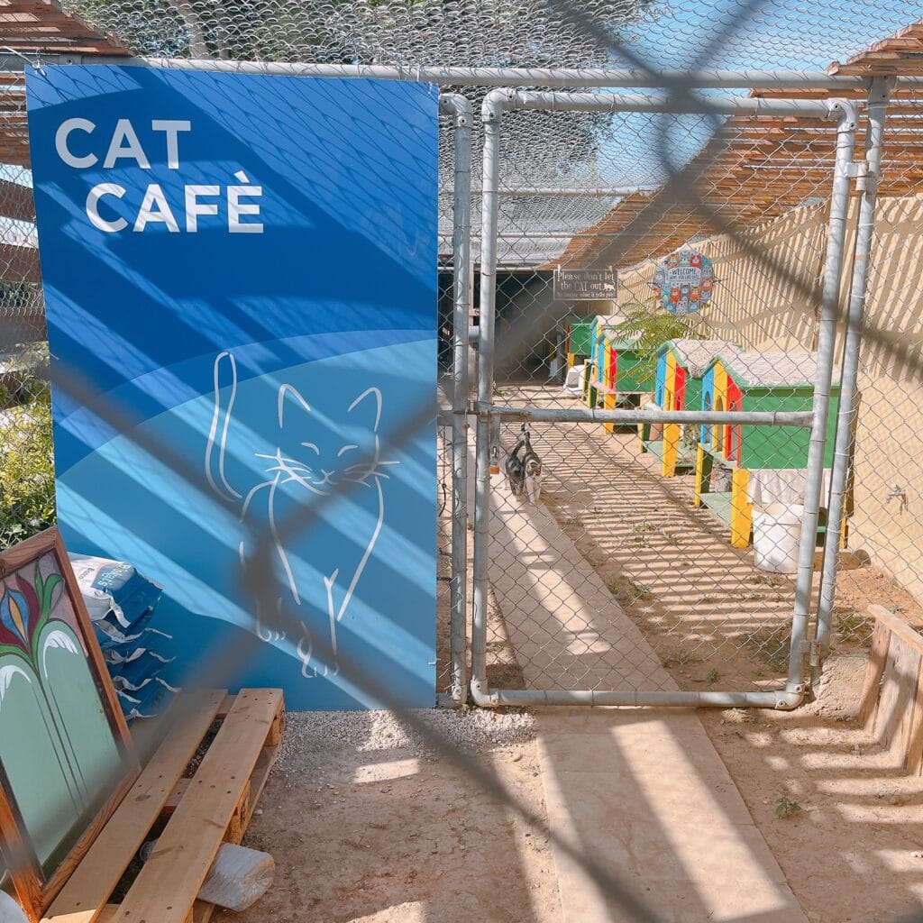 マルタ　保護猫施設