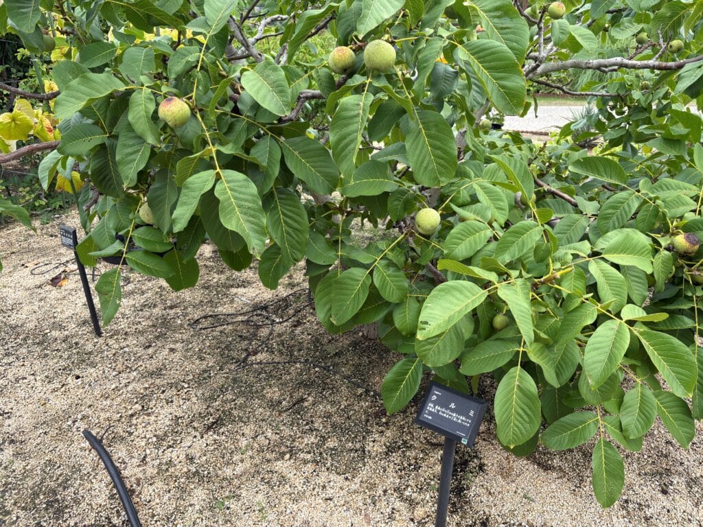 HAKKOパーク　広島　くるみ