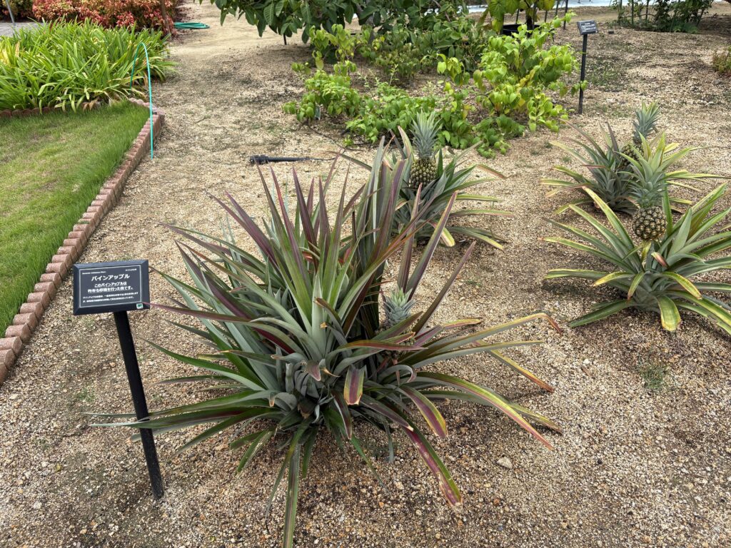 HAKKOパーク　広島　くるみ