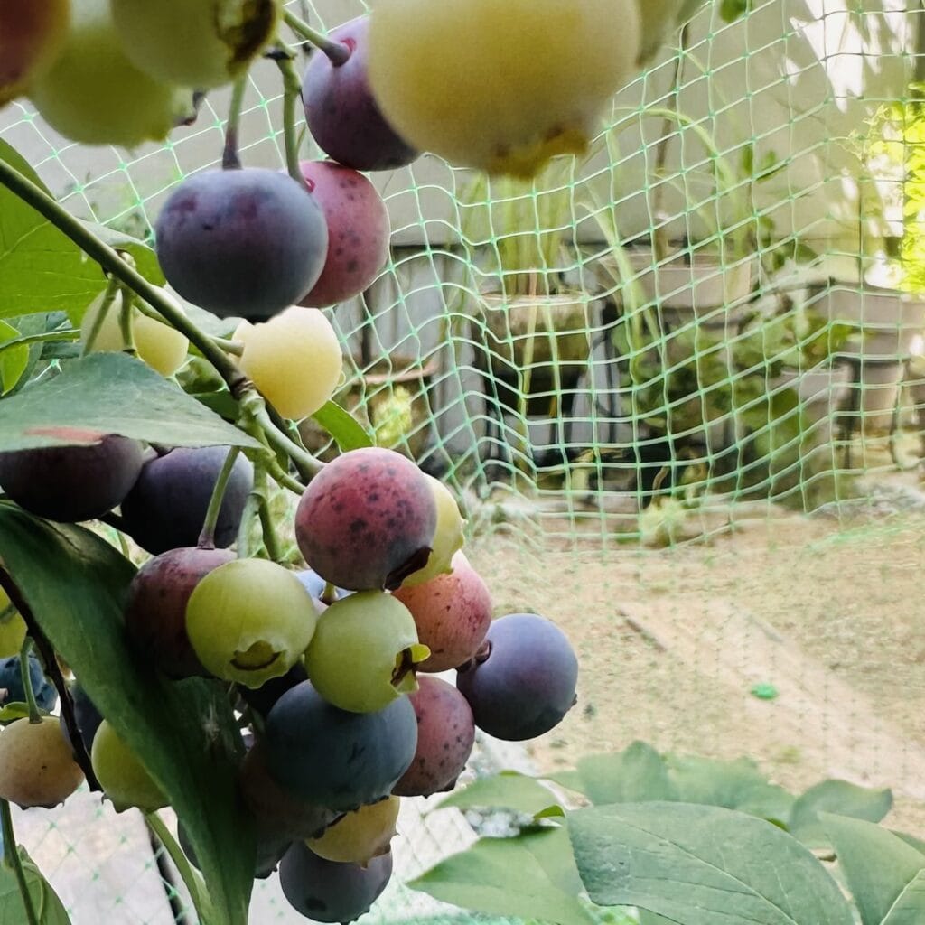 ブルーベリー　ブライトウェル