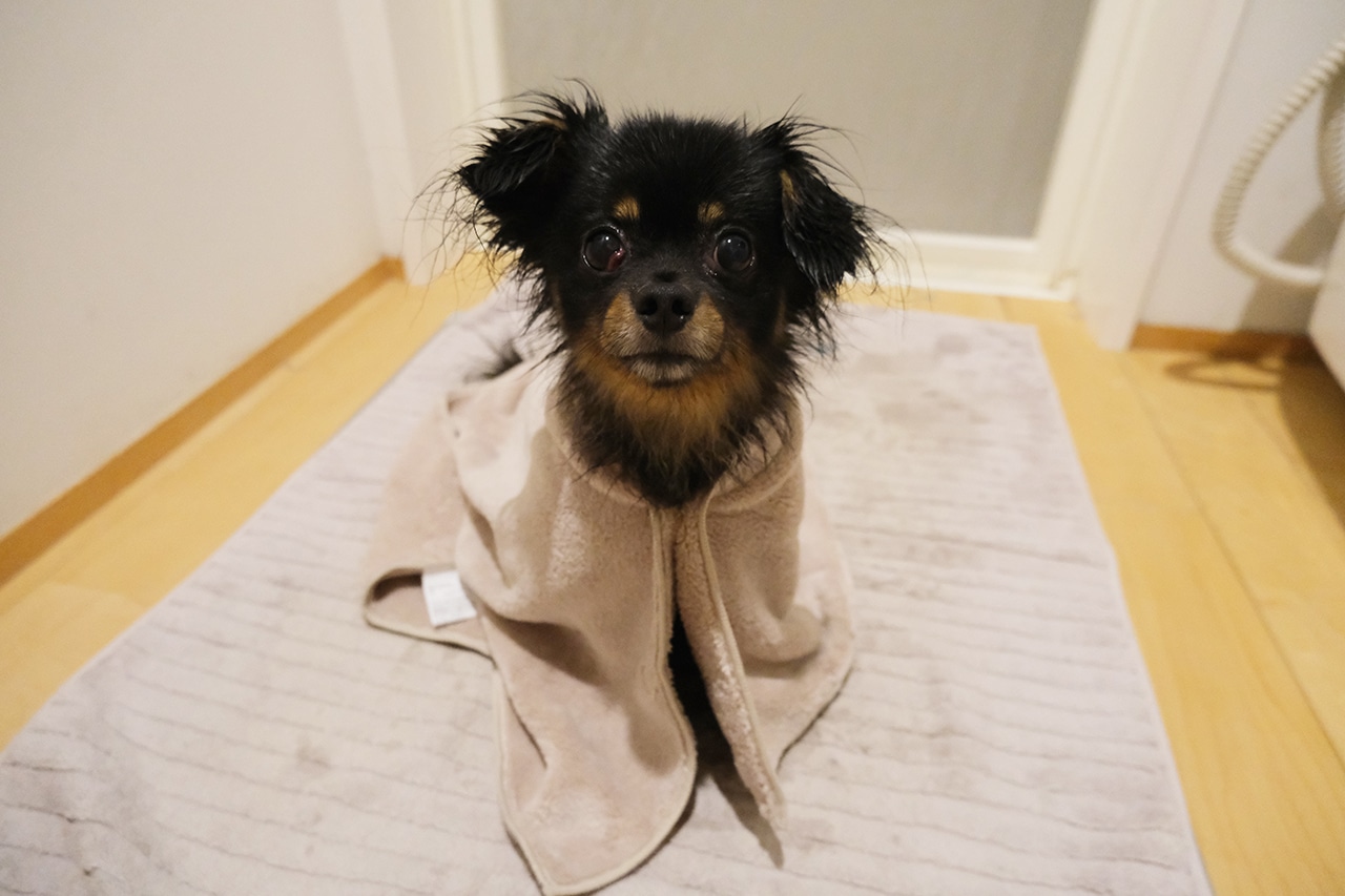 押さえるだけでぐんぐん吸水してくれます