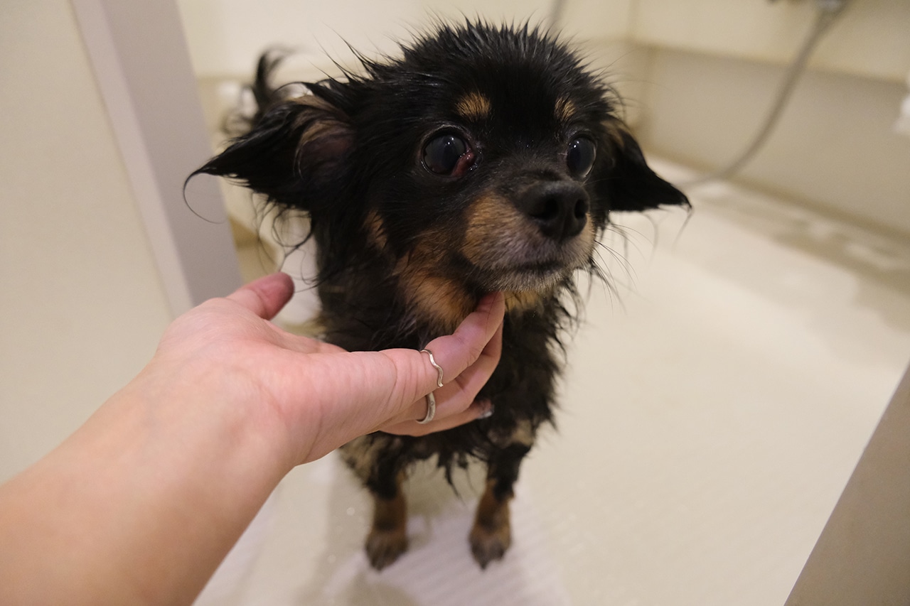 きめ細かい泡で優しく洗えちゃいます