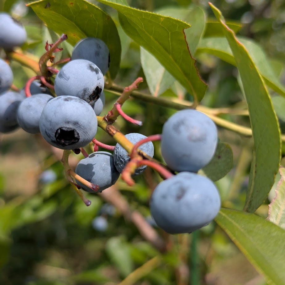 ブルーベリー　ながくてベリー　フルーツ狩り