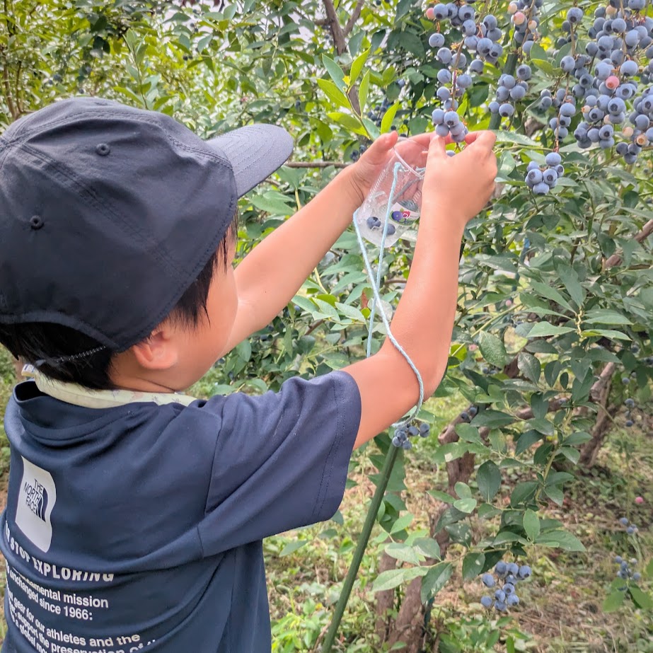 ブルーベリー　ながくてベリー　ブルーベリー狩り
