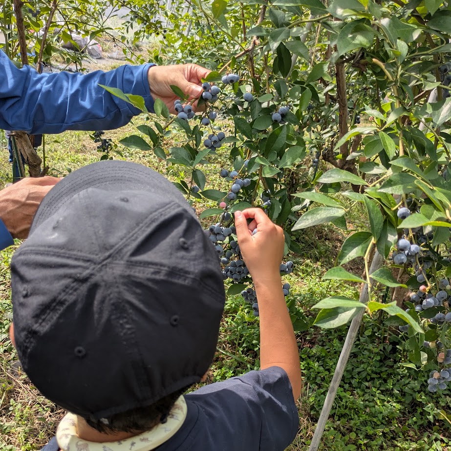 ながくてベリー　ブルーベリー狩り　　愛知県