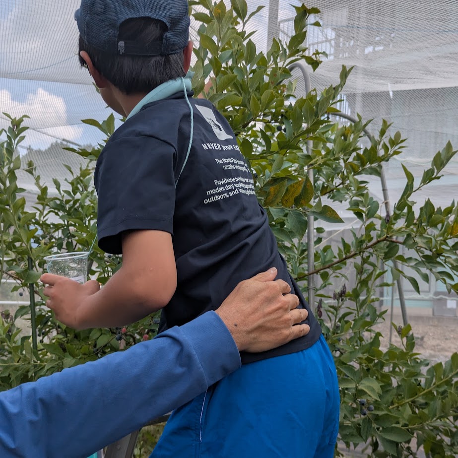 ながくてべりー　ブルーベリー体験　収穫