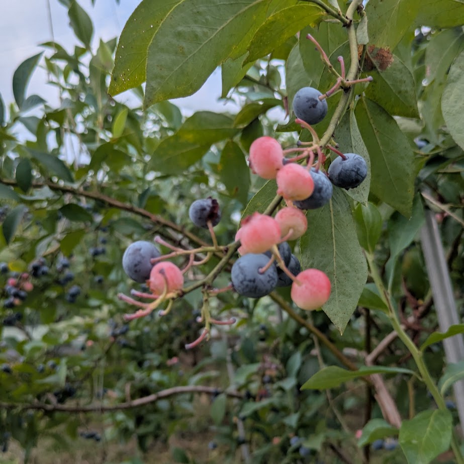 ブルーベリー　ラビットアイ　品種