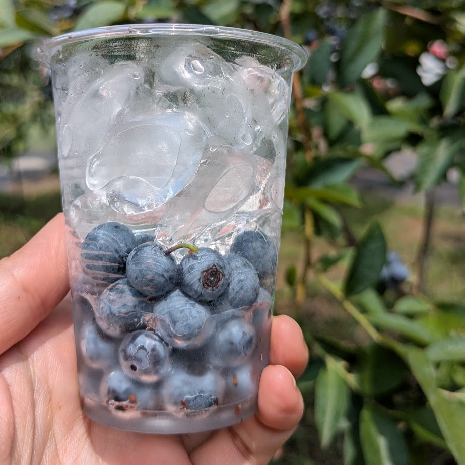 ながくてべりー　ブルーベリー狩り　　無農薬