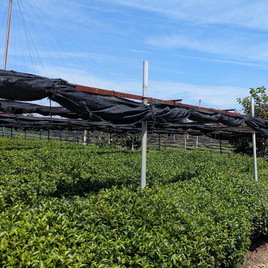 愛知県　西尾市　抹茶