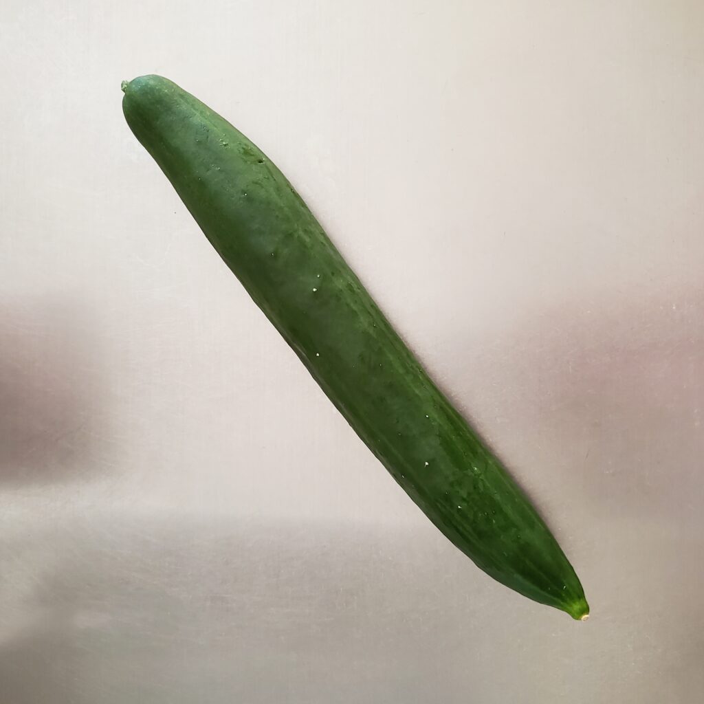 家庭菜園のきゅうり