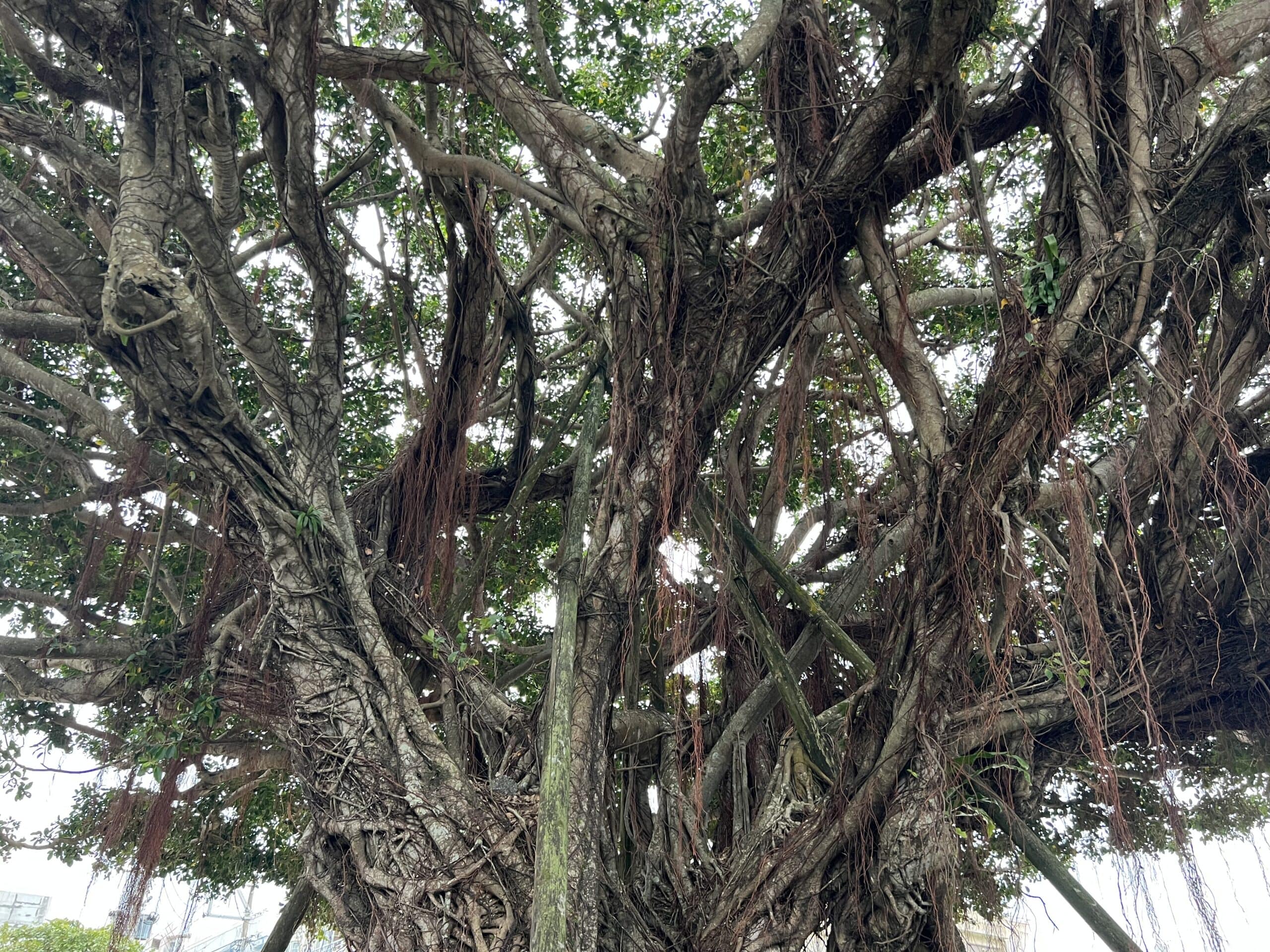 明日、甲子園決勝戦！TB icoco