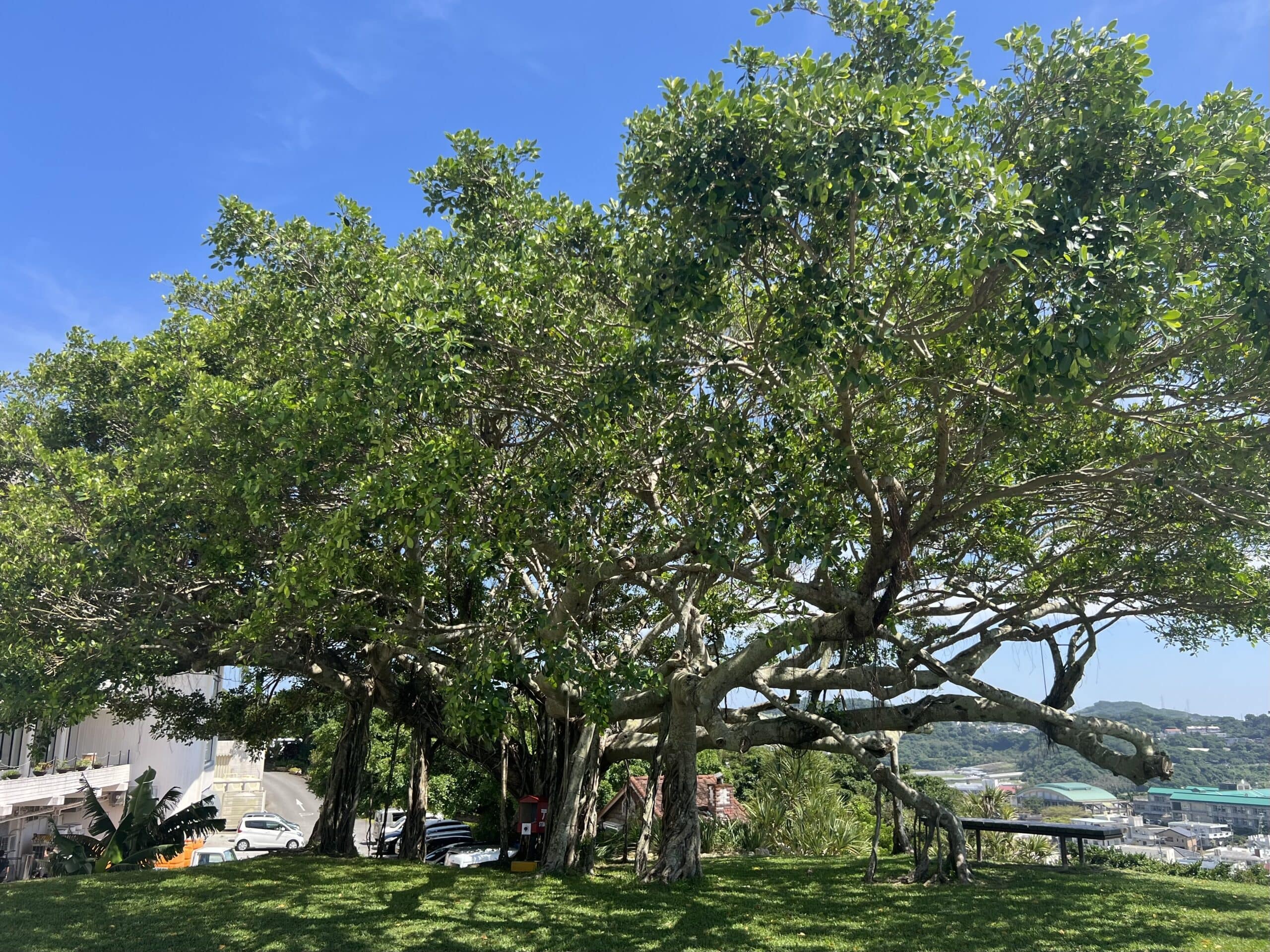 明日、甲子園決勝戦！TB icoco