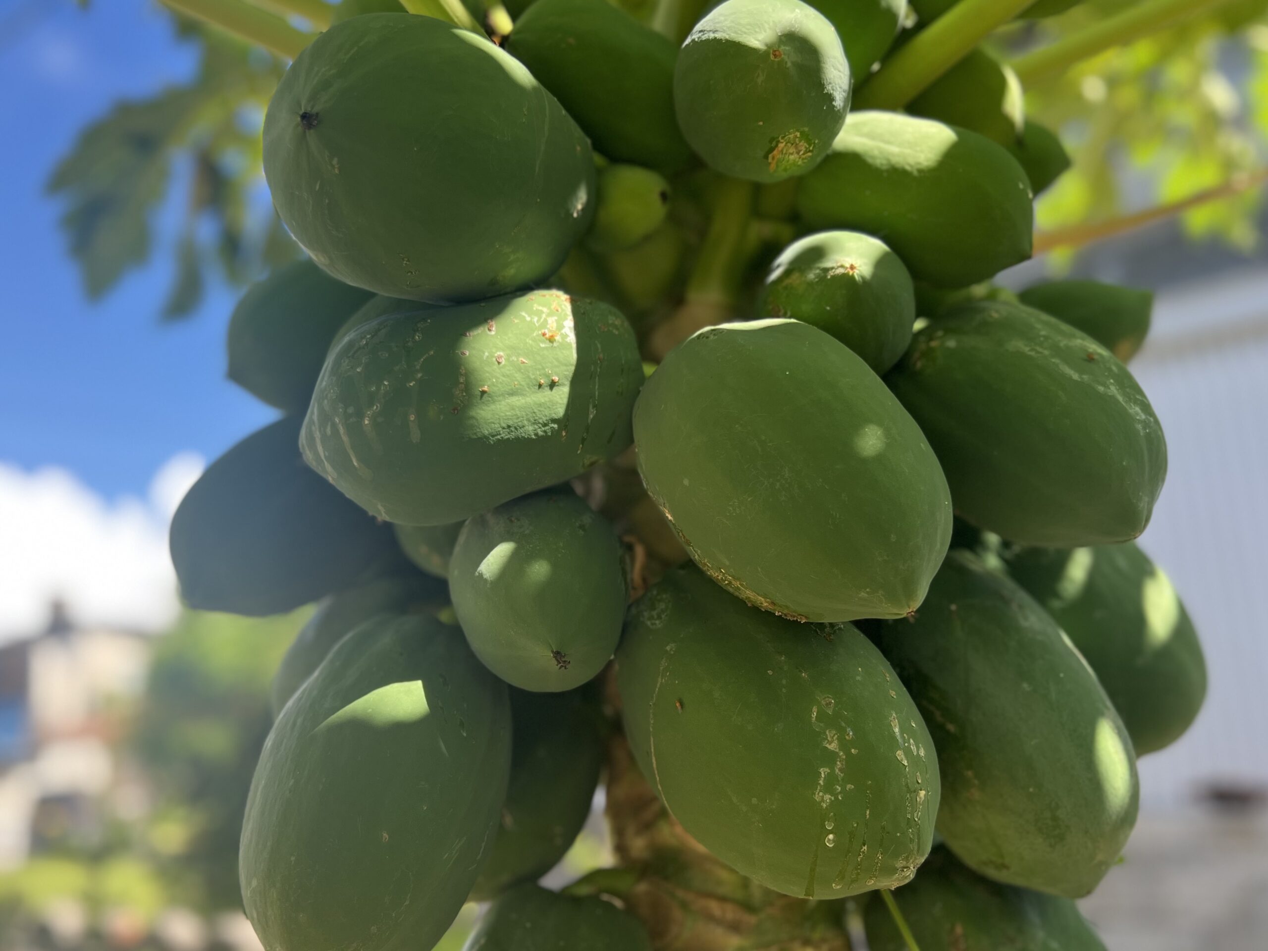 明日、甲子園決勝戦！TB icoco