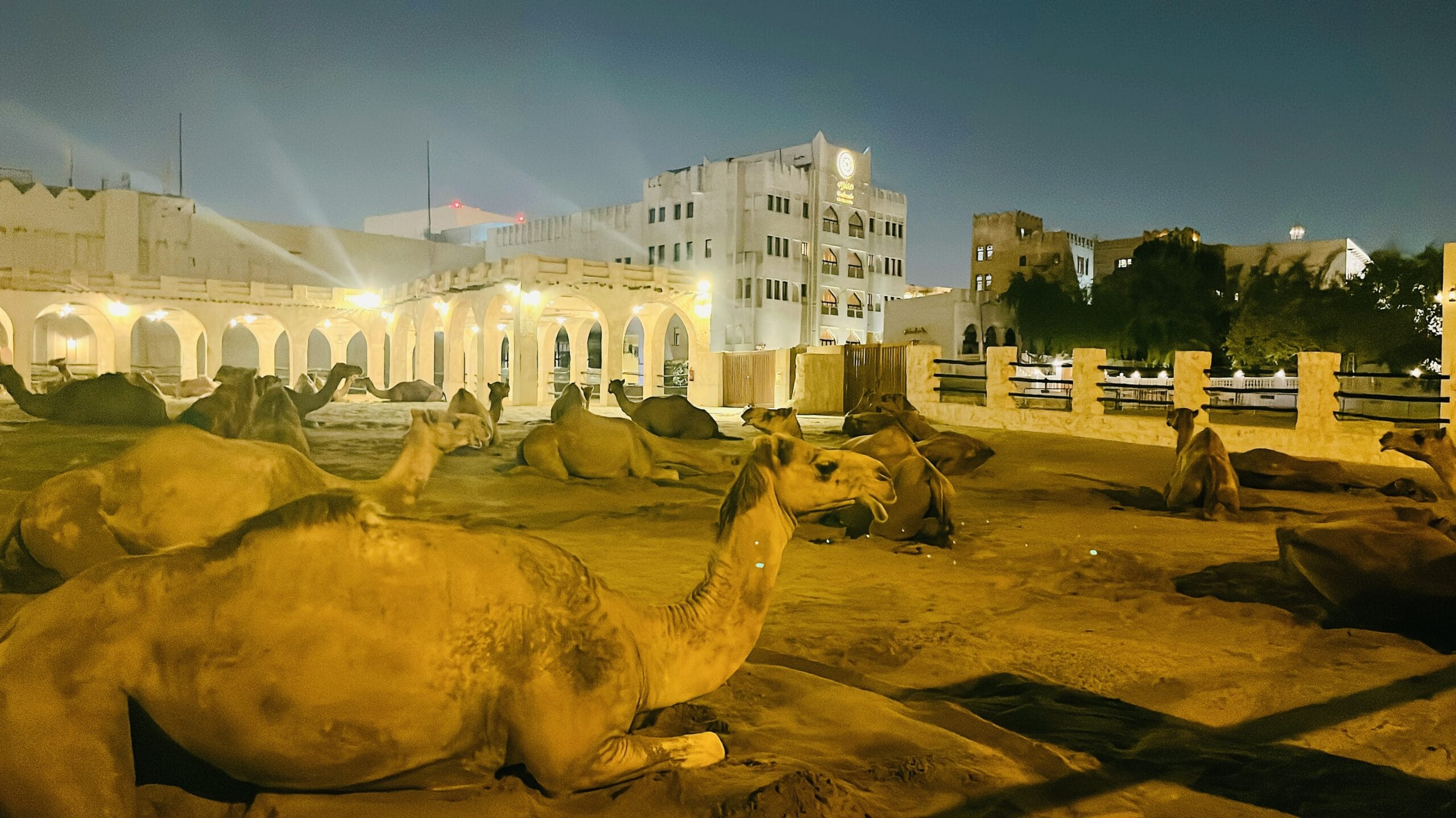 ドーハ　ラクダ