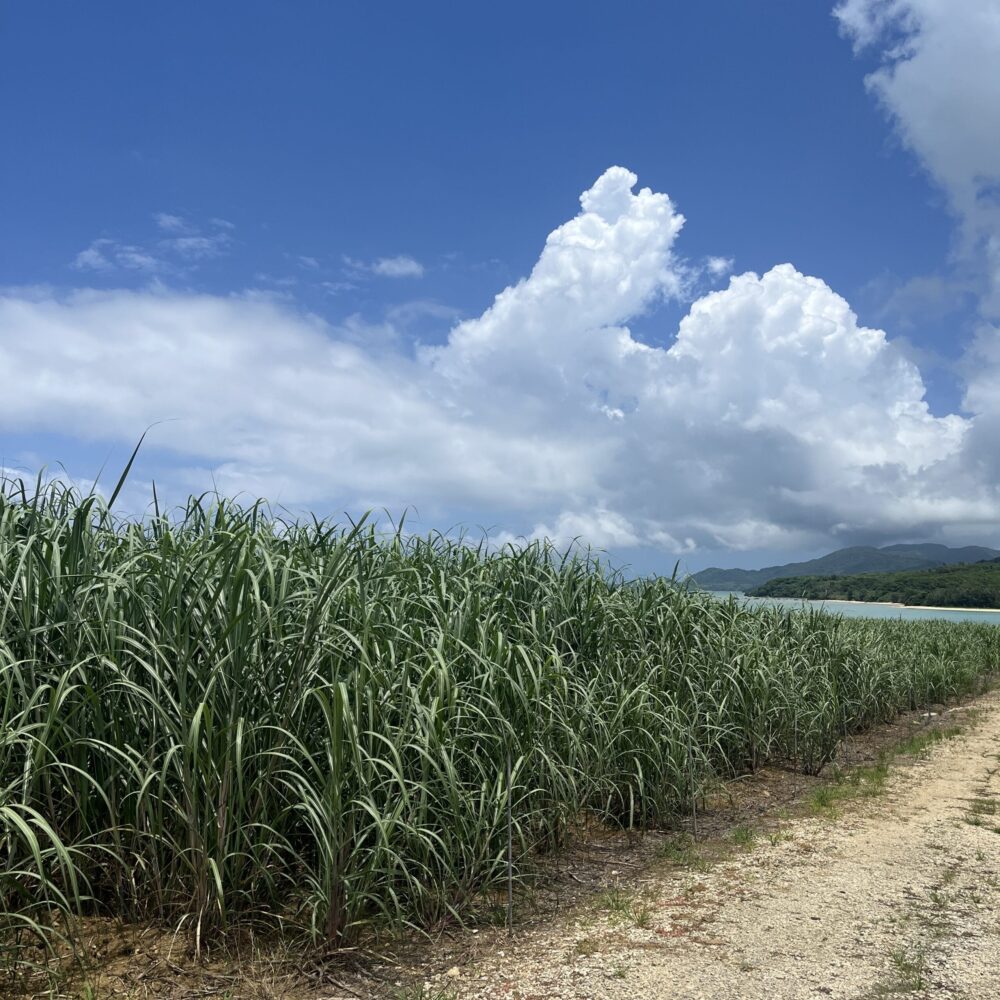 石垣島　キッチンいばるま　絶景