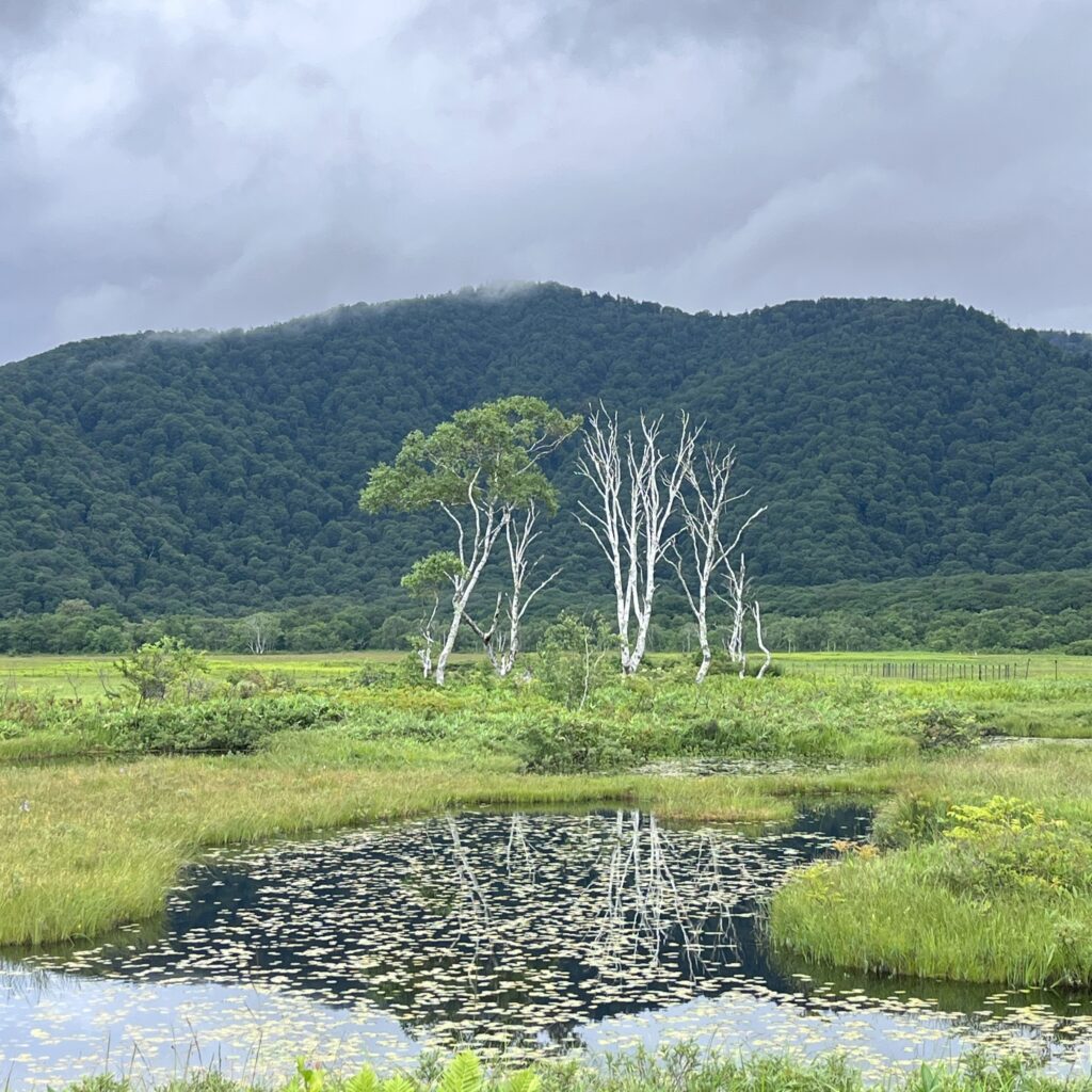 尾瀬ヶ原トレッキング y