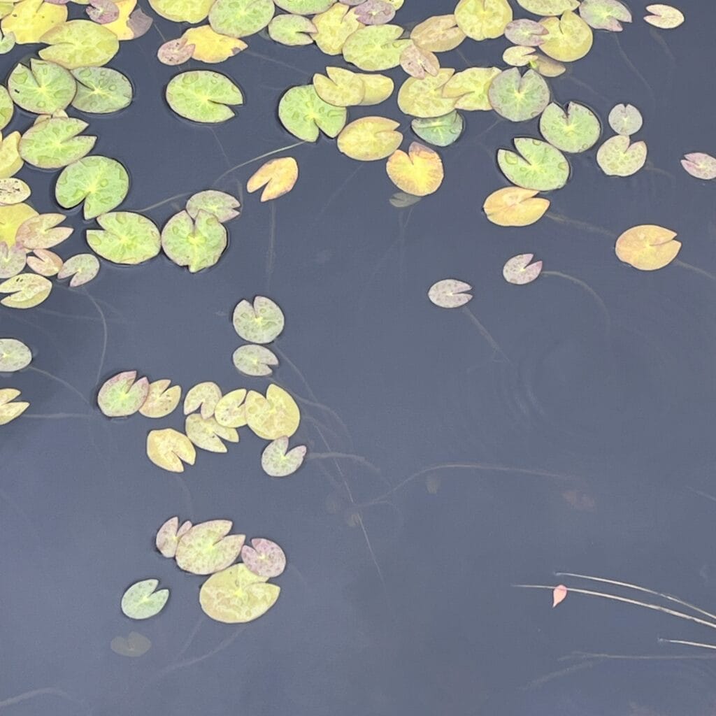 尾瀬ヶ原トレッキング y