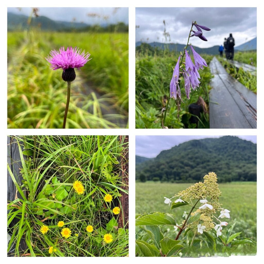 尾瀬ヶ原の秋の花