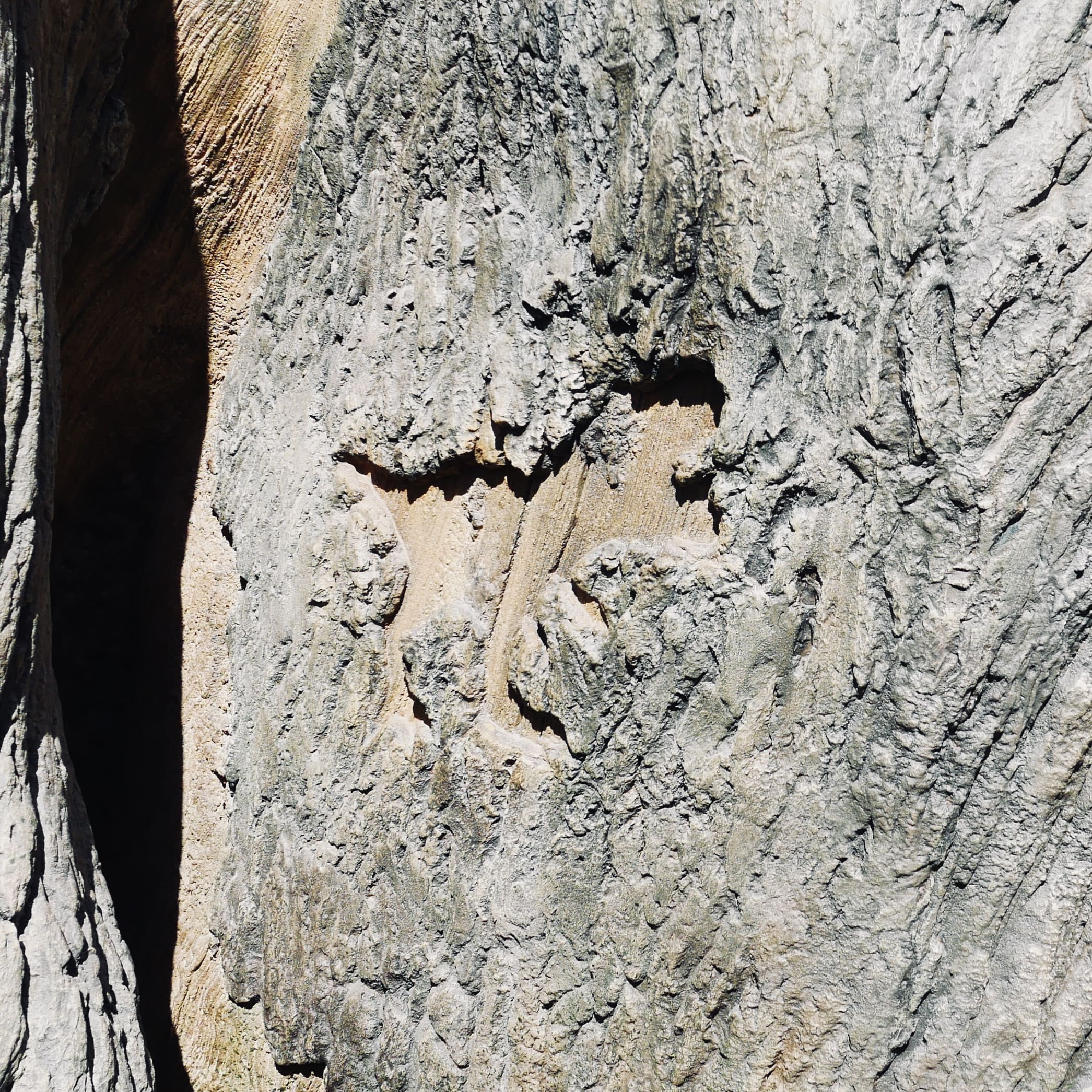 ジャングリア沖縄　今帰仁村　沖縄