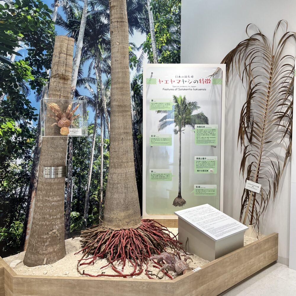 サタケ八重山ヤシ記念館　石垣島　博物館