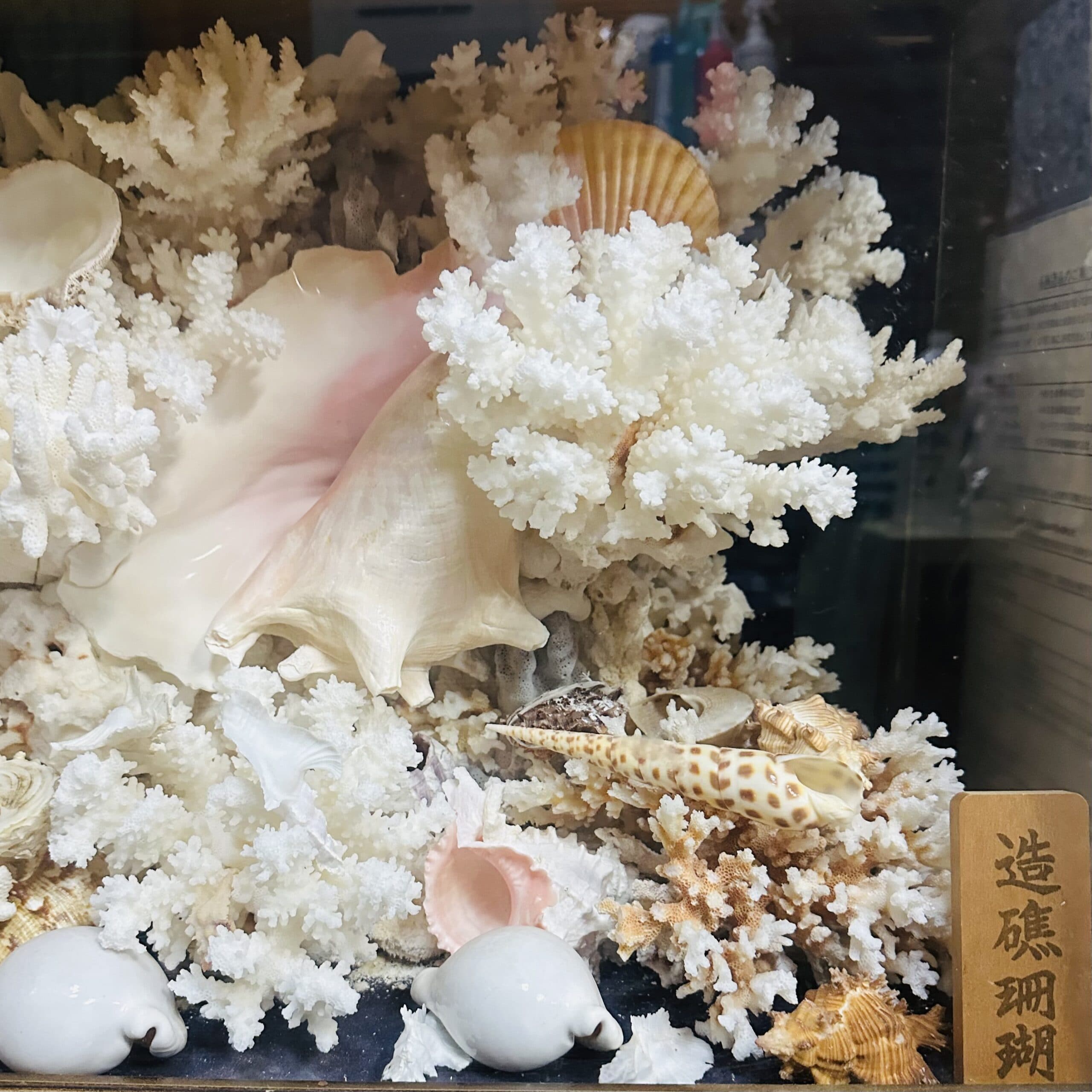 心の宿　沖縄　珊瑚