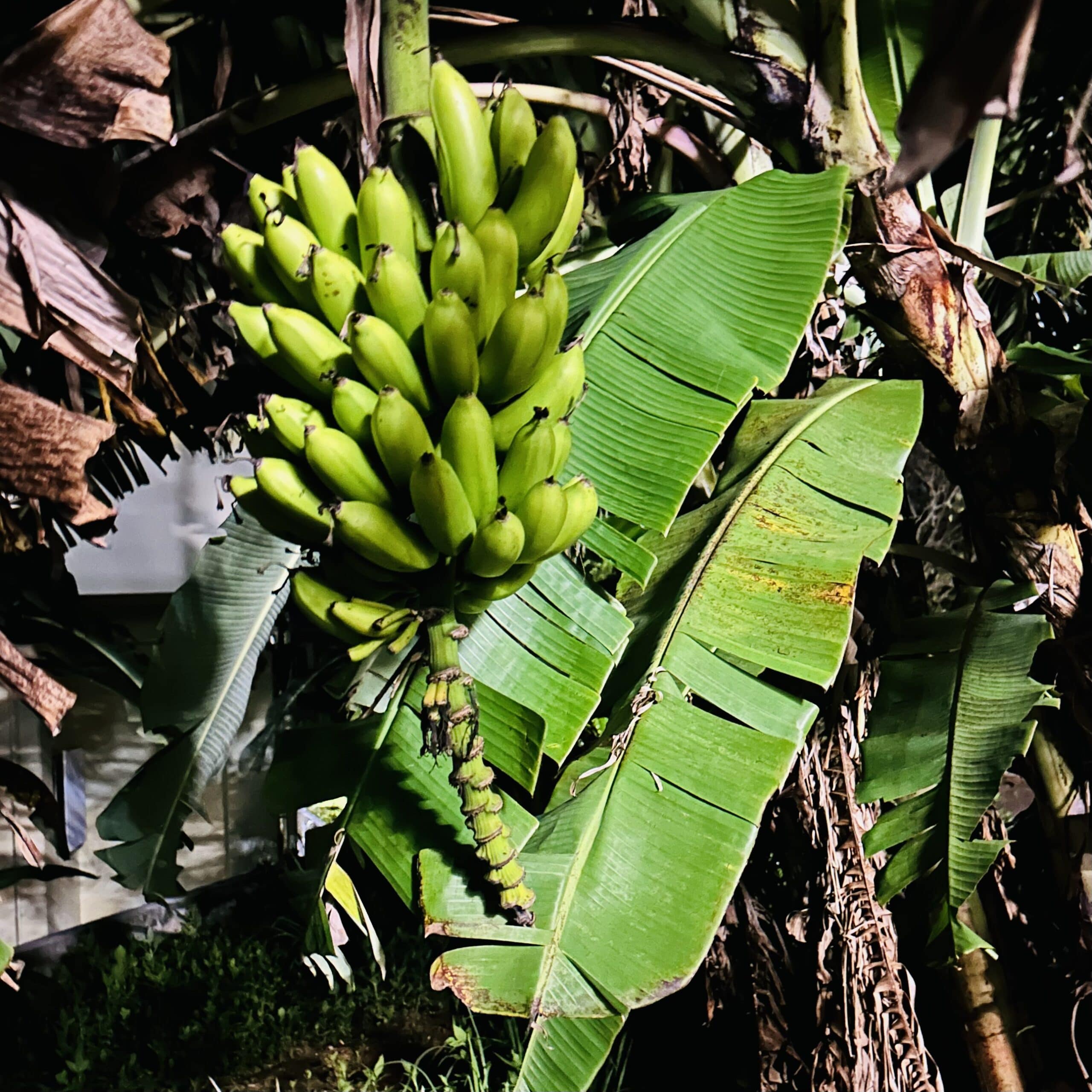 バナナの木　沖縄　心の宿