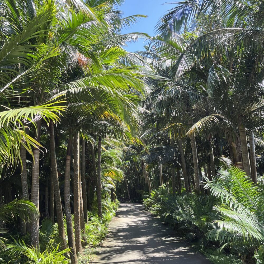 サタケ八重山ヤシ記念館　石垣島　博物館