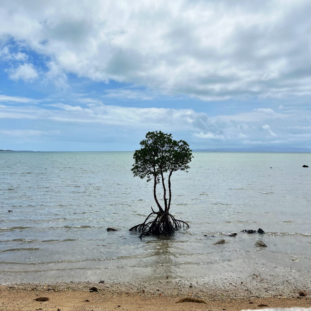 石垣島　一本マングローブ　夕日スポット