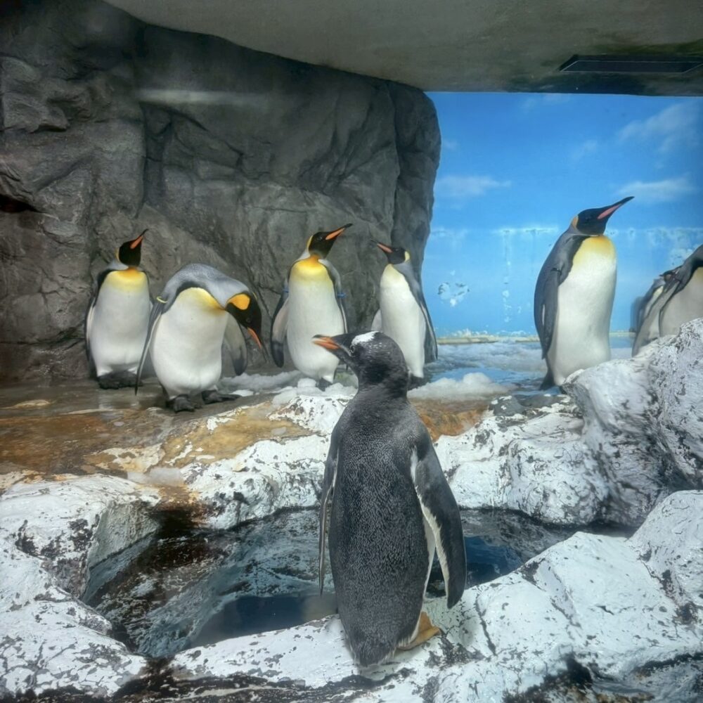 ペンギン 鴨川シーワールド