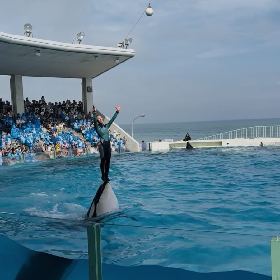 鴨川シーワールド 子連れ おでかけ
