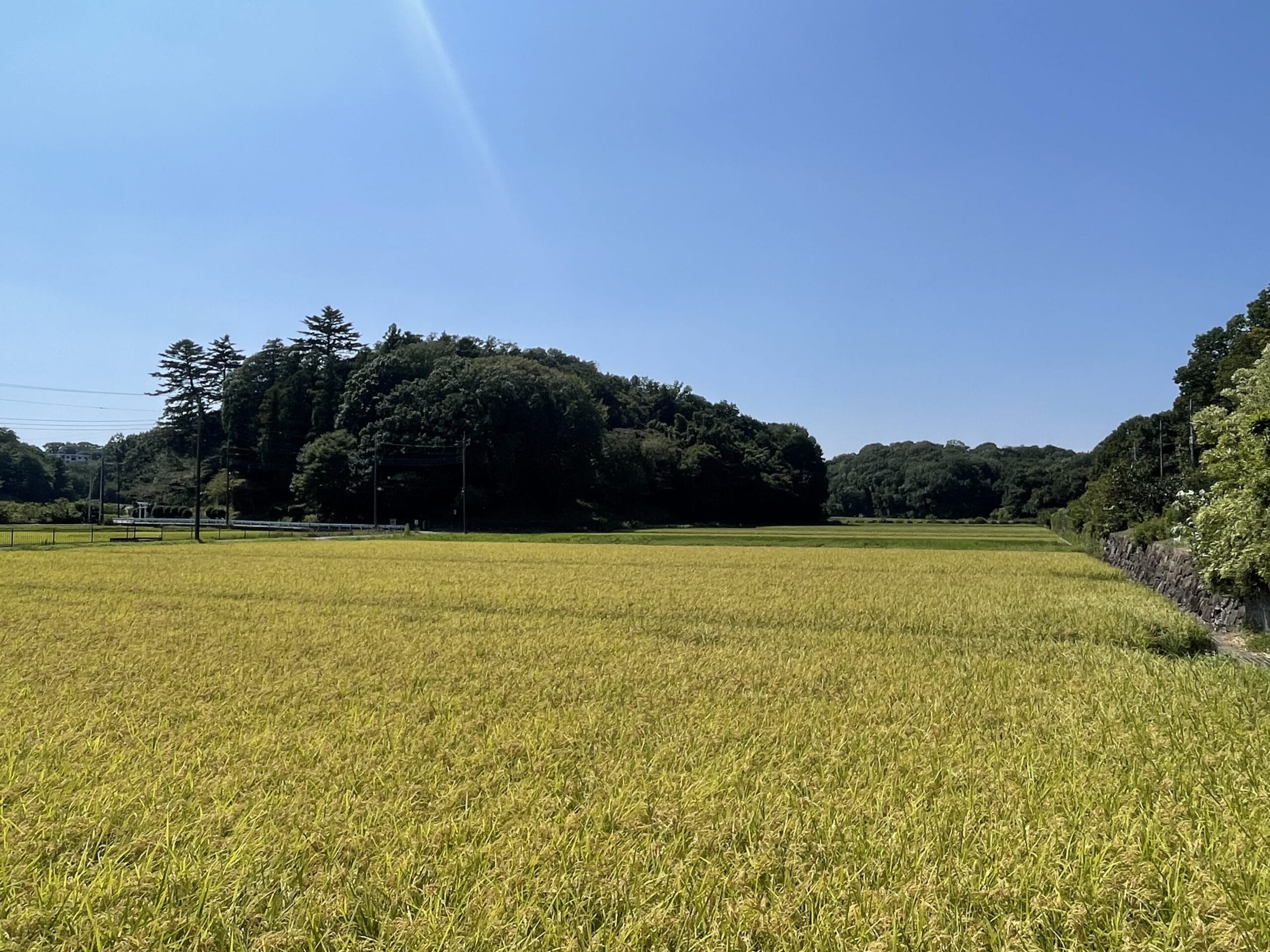 寺家ふるさと村で、黄金の稲穂が揺れる様子。2025年9月撮影。