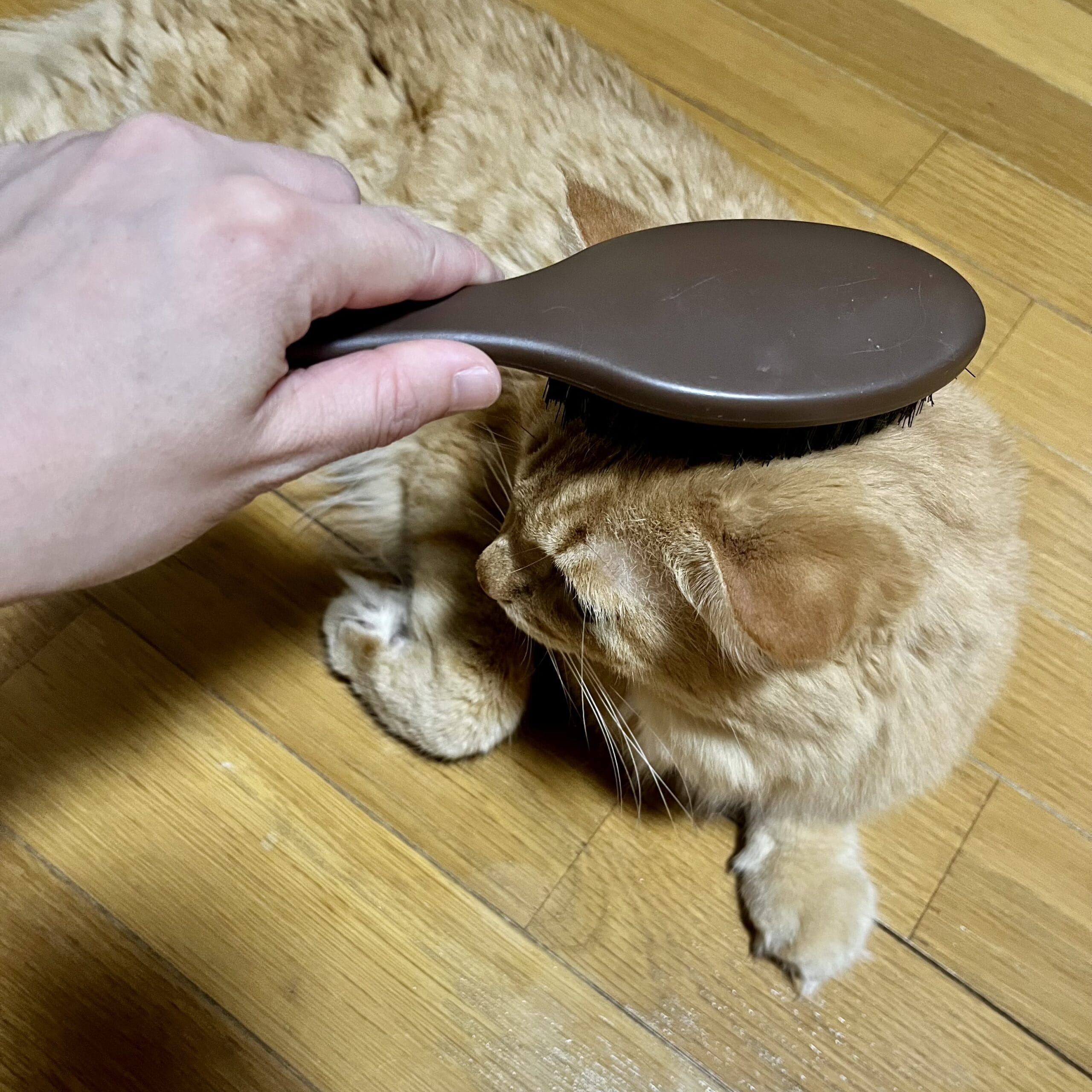 猫　ブラシ