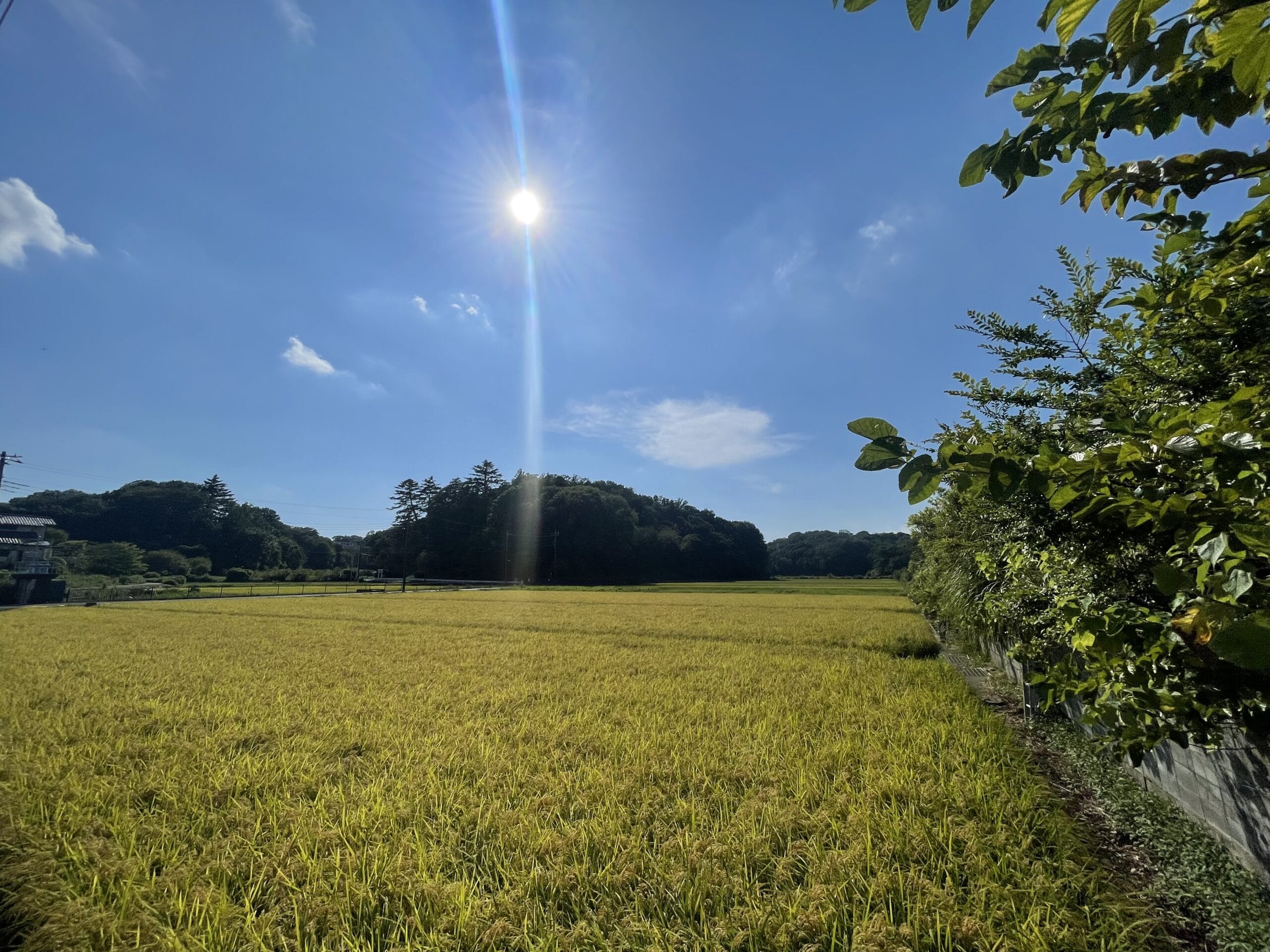 2025年9月に撮影した、寺家ふるさと村内の田園風景。
