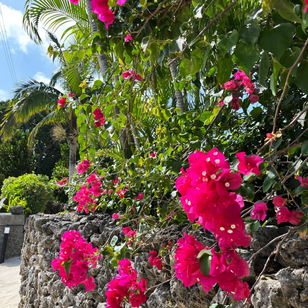 竹富島　水牛車観光　夏休み
