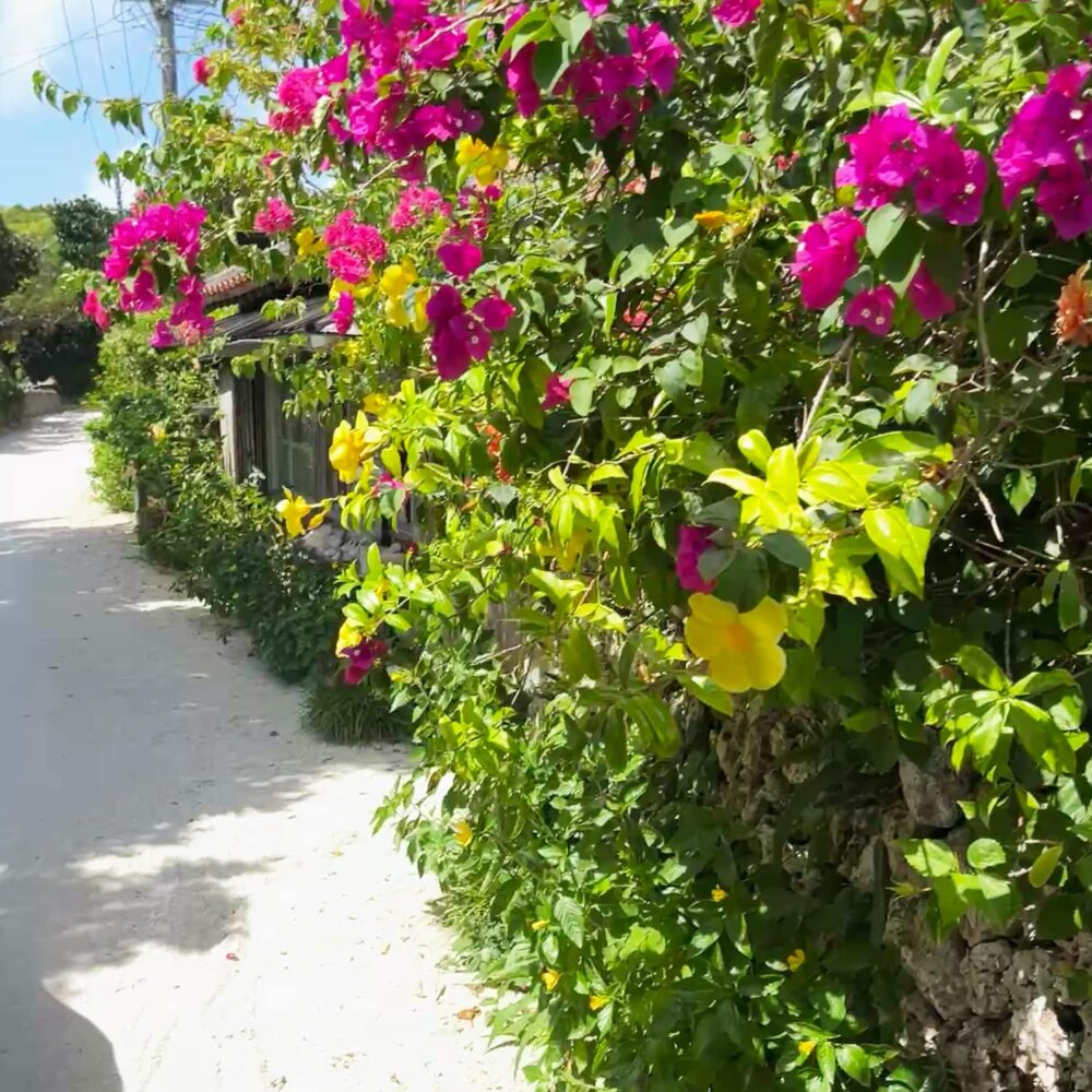 竹富島　水牛車観光　8月