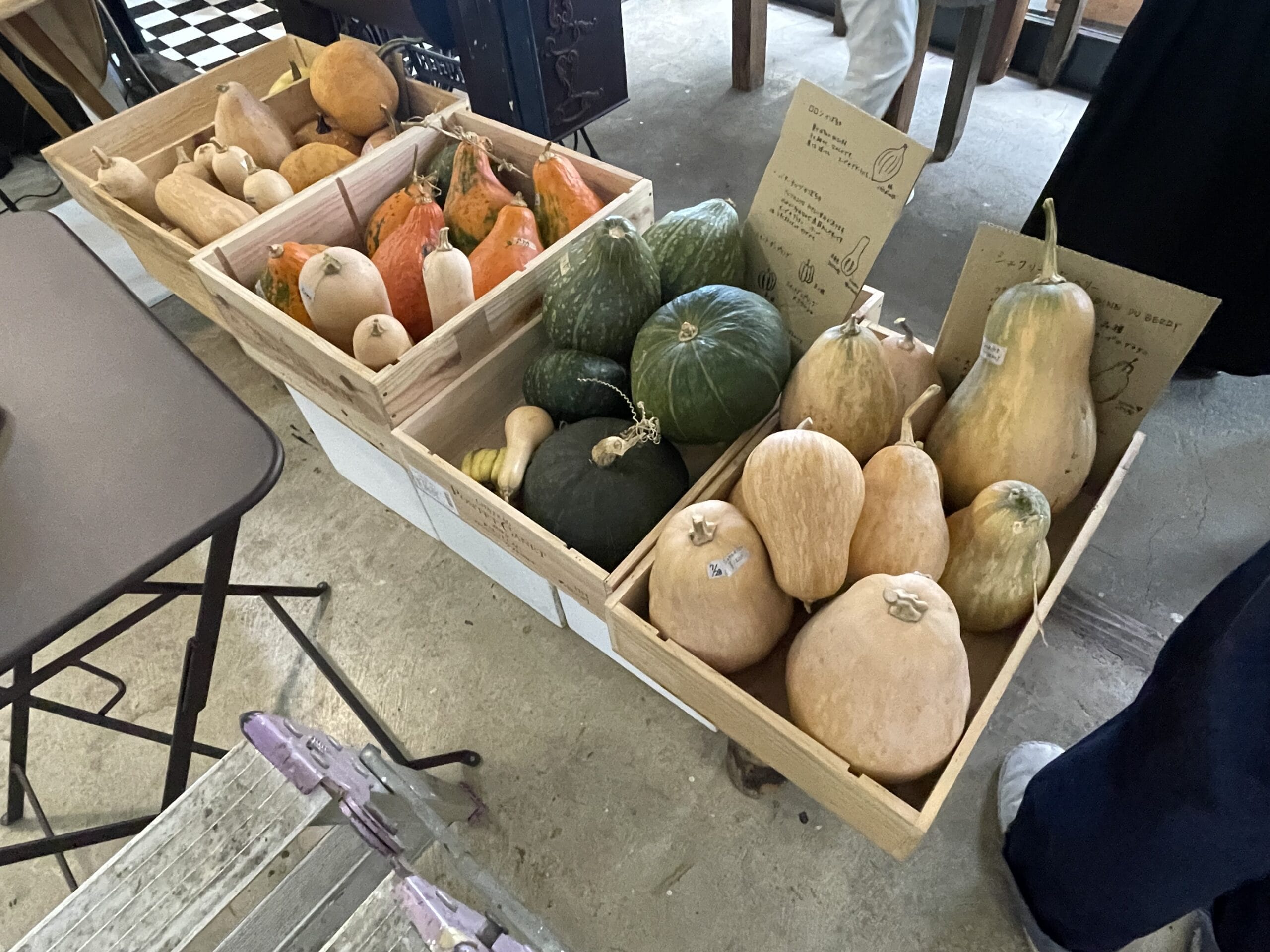 JIKE STUDIO FARMで収穫されたかぼちゃ