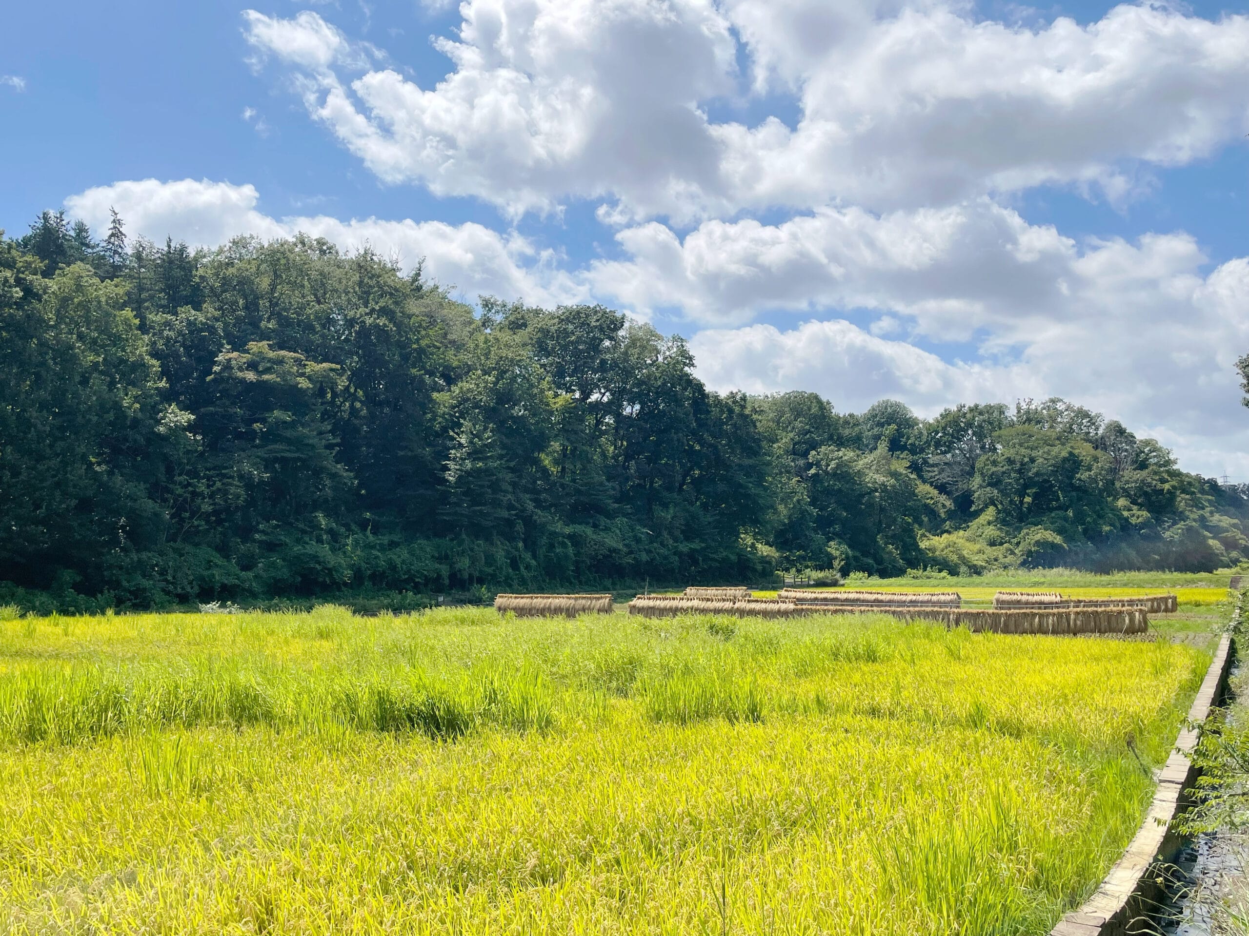 2025年9月撮影の寺家ふるさと村。