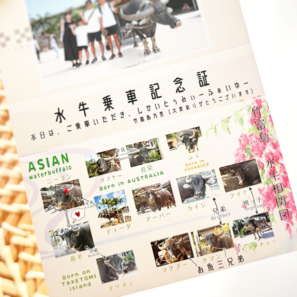 竹富島　水牛車　夏休み