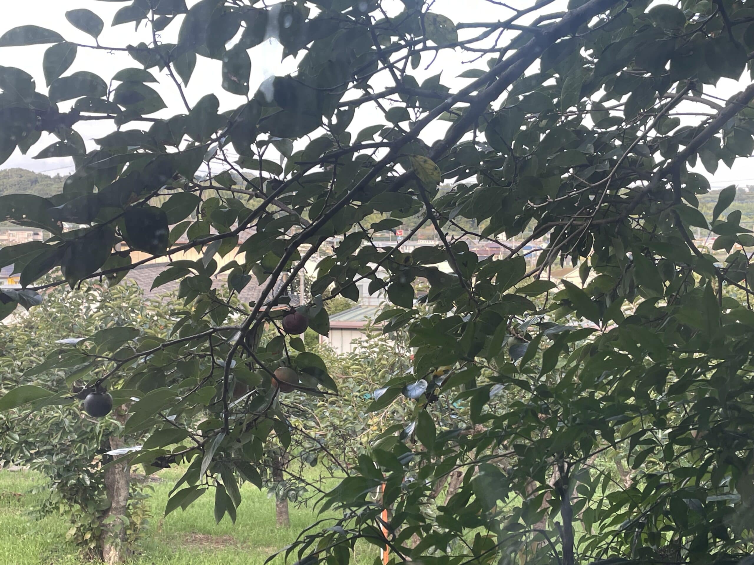 JIKE STUDIOのカフェの窓から見える柿の木。柿の実が色づき始めている様子。