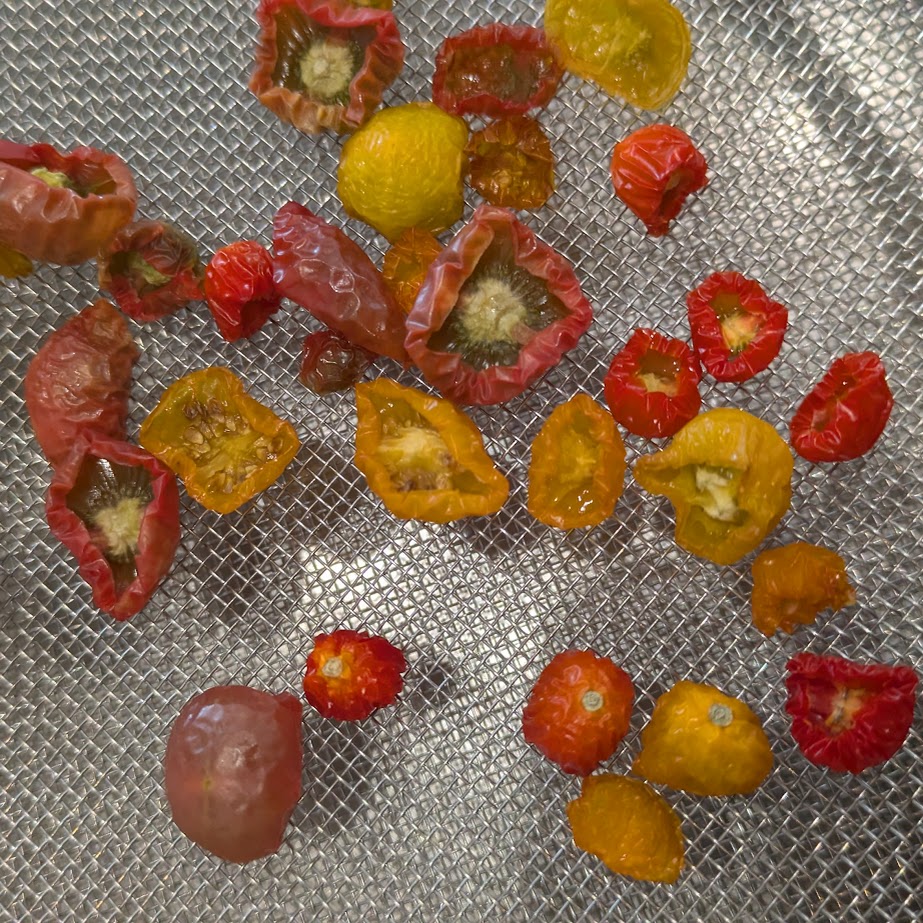 天日干し　ミニトマト　ドライ