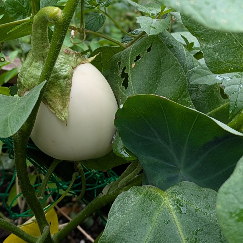 白なす、家庭菜園　レイズドベット