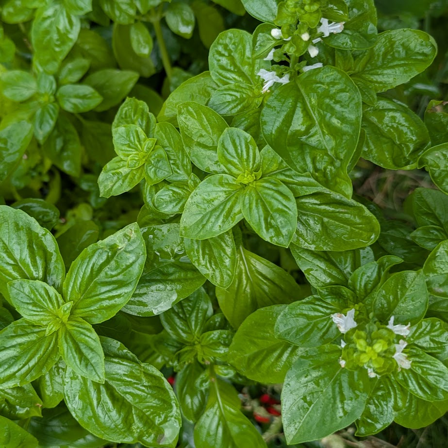 バジル　庭　家庭菜園