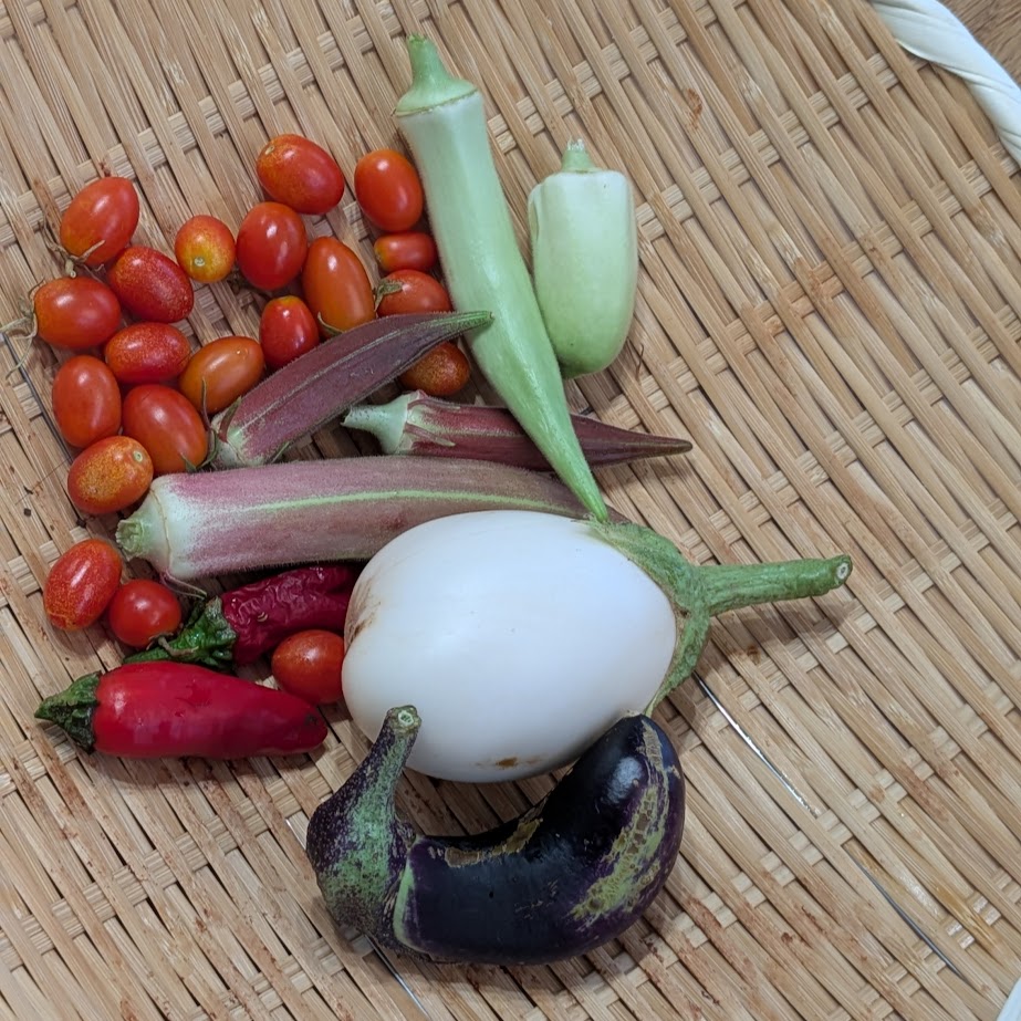 家庭菜園　２０２５　夏