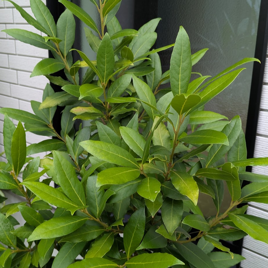 庭 ローリエ フレッシュ