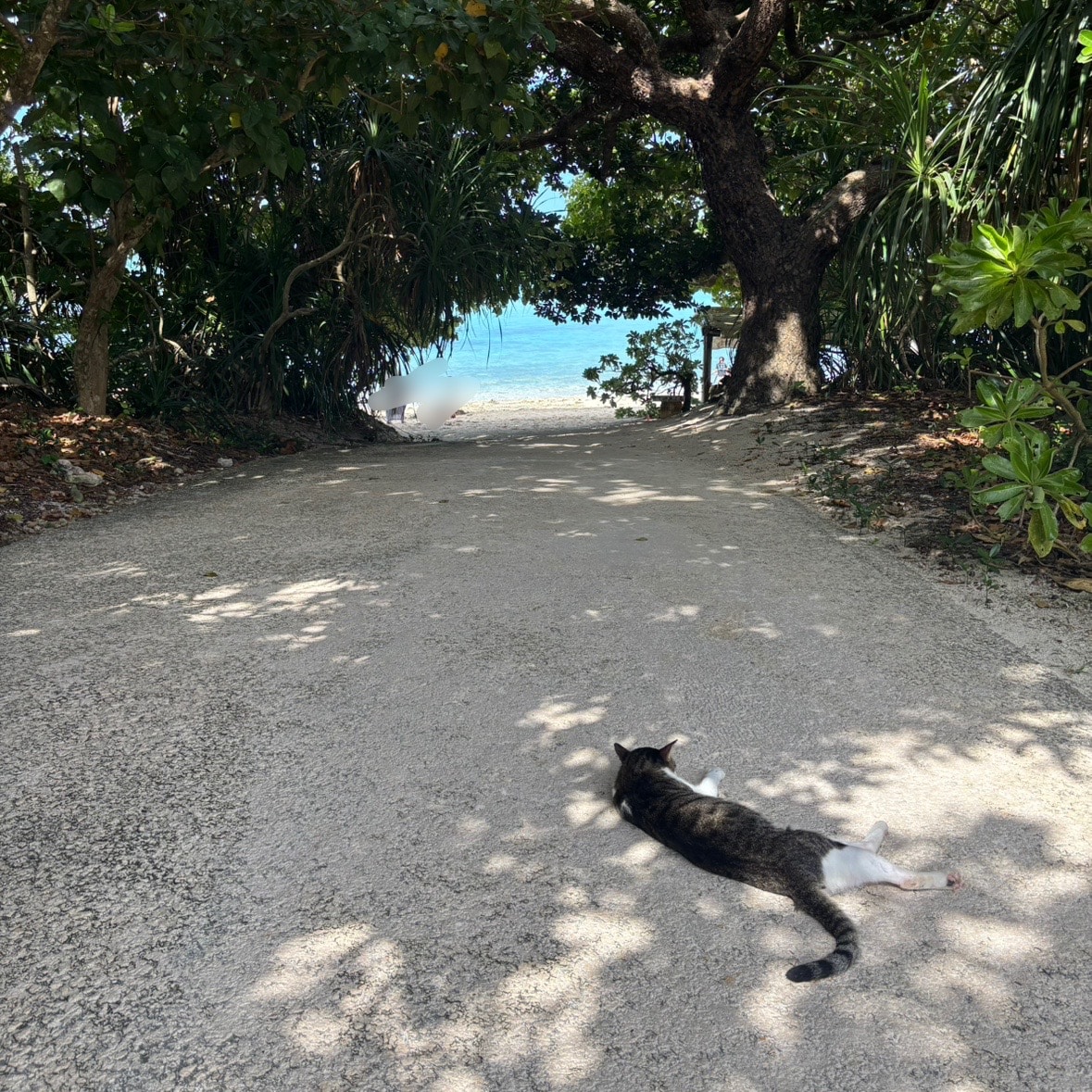 竹富島　星砂浜