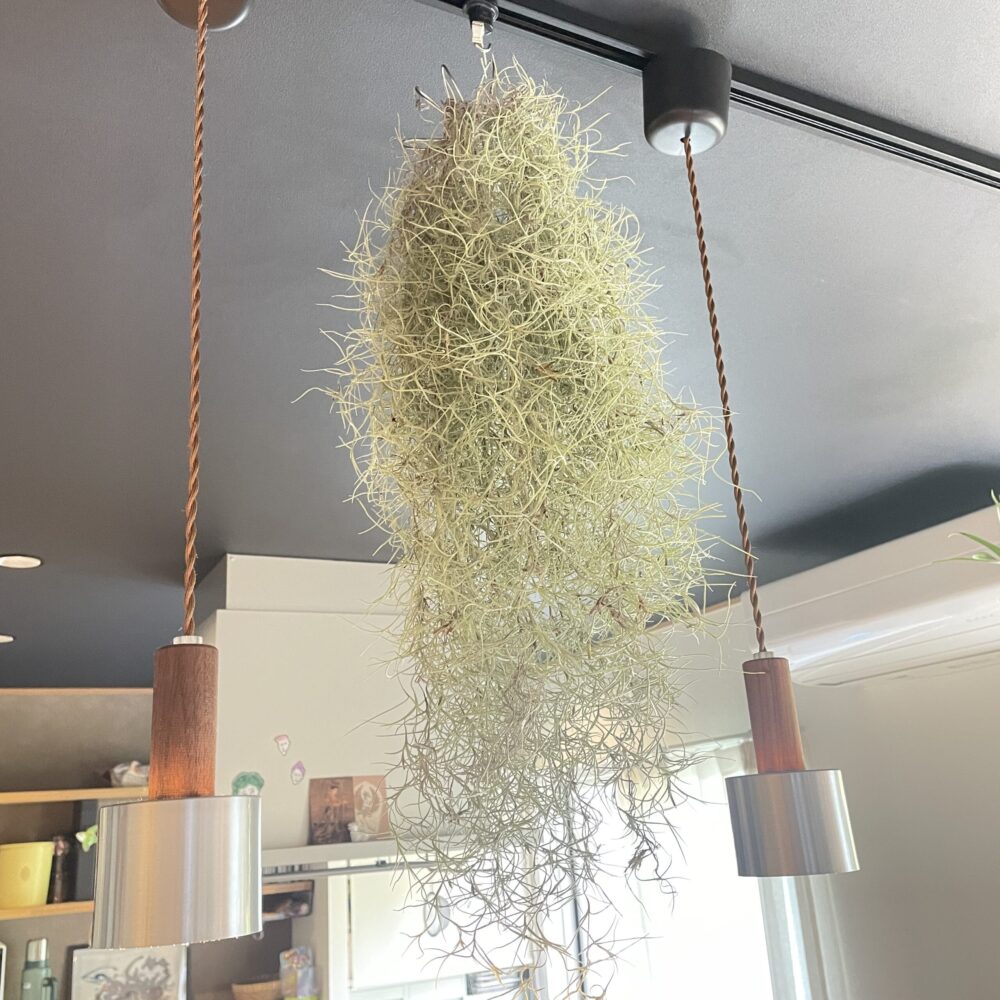 チランジア　植物　インテリアグリーン