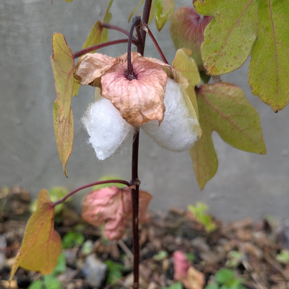 綿　コットン　LEE100コポ庭