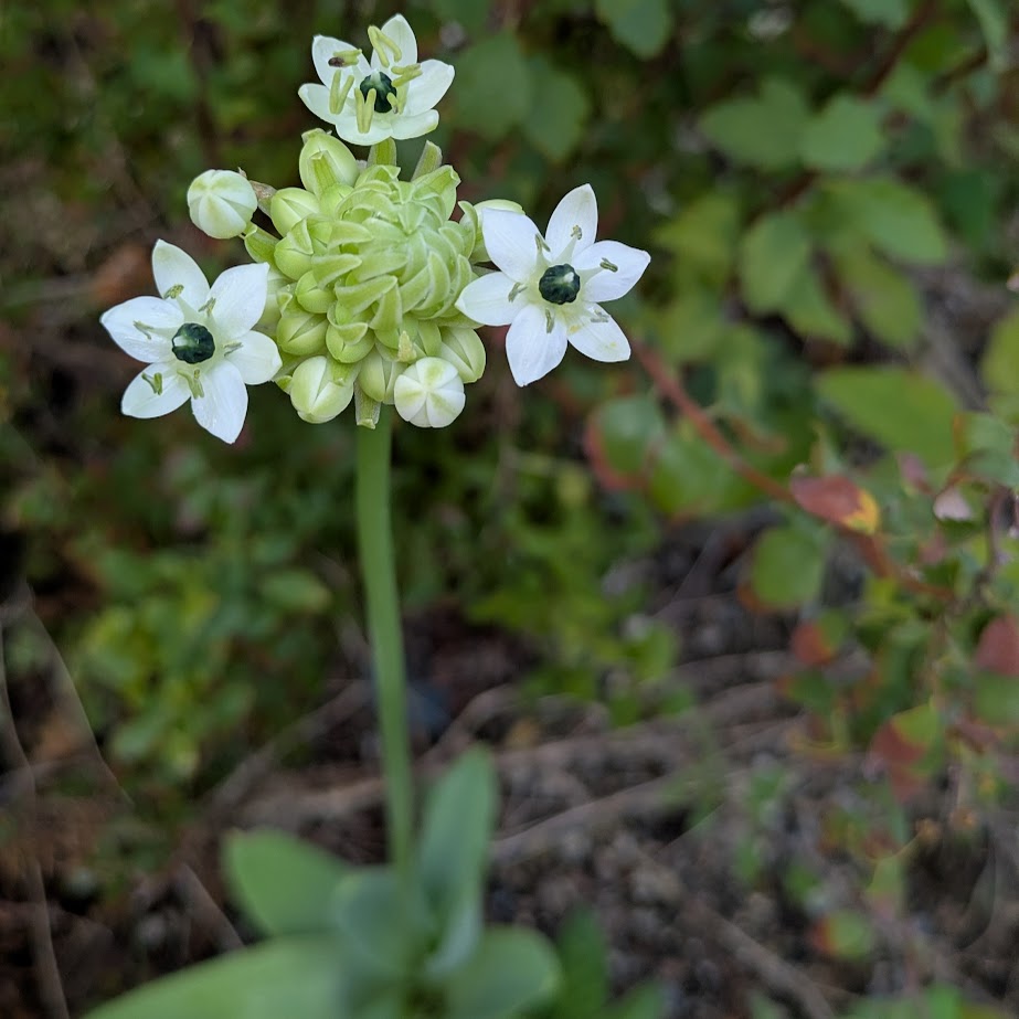 オーニソガラム　LEE100 コポ　庭